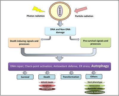 Role of autophagy in tumor response to radiation: Implications for improving radiotherapy